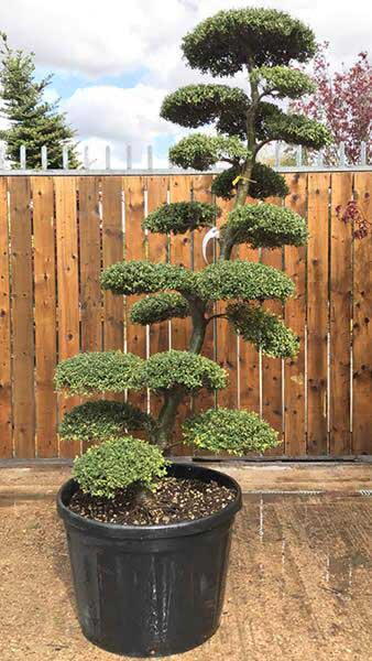Large cloud tree, many years old - trained by masters of topiary in Japan. For sale online with UK nationwide delivery