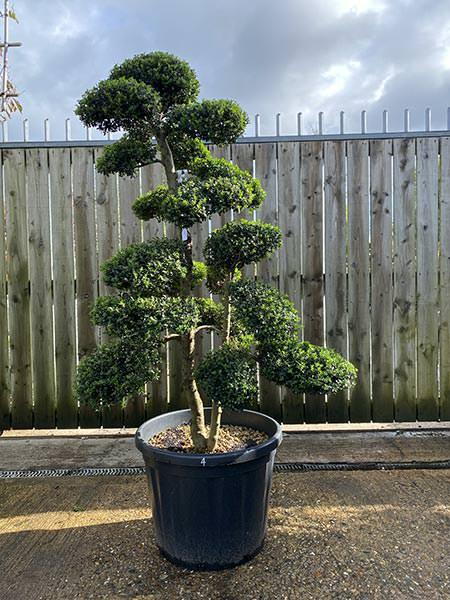 Ilex Crenata Cloud Tree