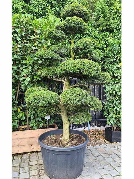 Ilex Crenata Cloud tree - for sale online with UK delivery