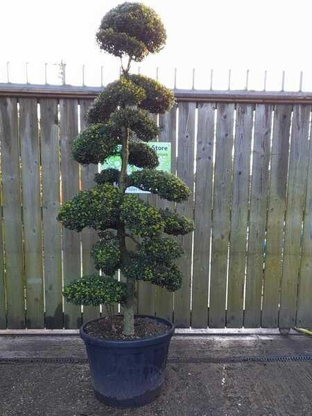 Unique Japanese Cloud Tree, for sale online UK delivery