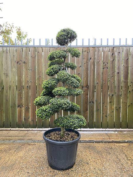 Ilex Crenata Cloud Tree