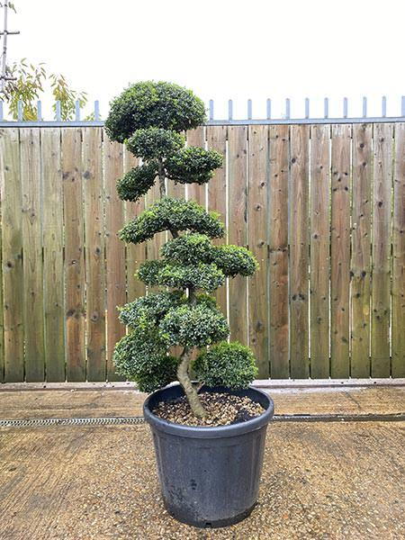 Ilex Crenata Cloud Tree