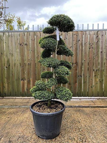 Ilex Crenata Cloud Tree