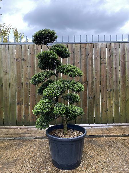 Ilex Crenata Cloud Tree