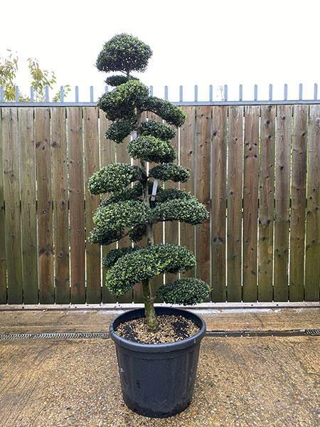 Ilex Crenata Cloud Tree