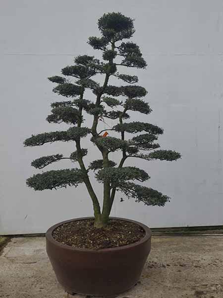Ilex Crenata Kin Me Unique Tree For Sale UK