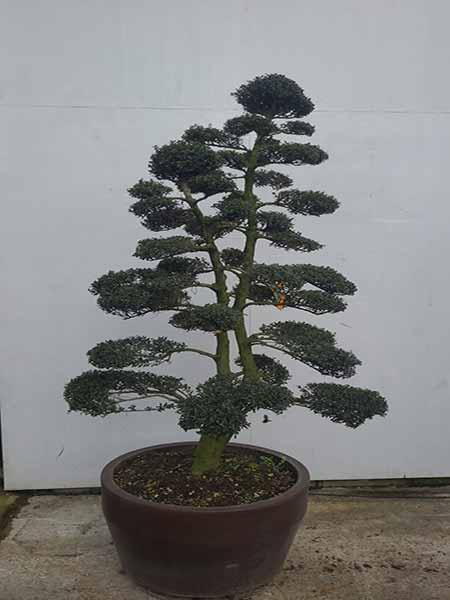 Ilex Crenata Kin Me Unique Tree For Sale UK