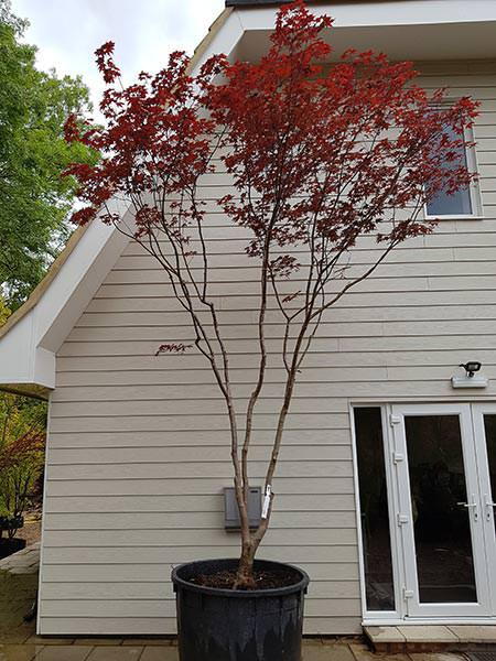 Japanese Maple, mature Acer Palmatum Atropurpureum multi-stemmed tree for sale online, up to 25 years old you buy this exact tree, we deliver UK.