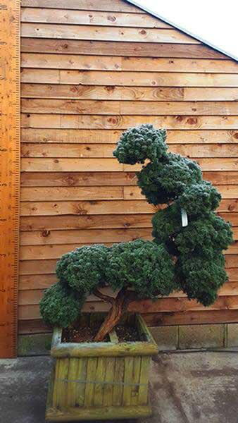 Juniper Itoigawa cloud tree, mature specimen tree for sale online with UK delivery.