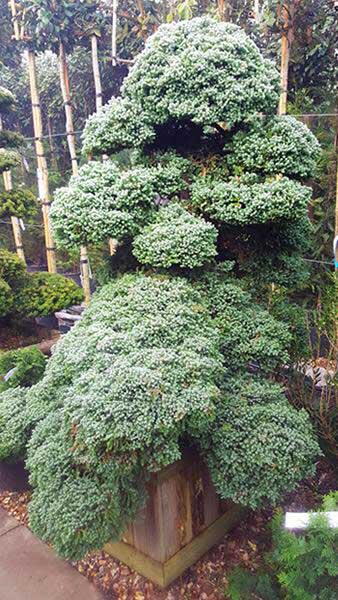 Juniperus Sonare or Juniper Cloud tree, unique specimen trees to buy online with UK delivery