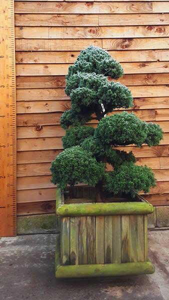 Juniperus Chinensis Blue Alps Cloud Tree for sale - we specialise in unique cloud trees at our London plant centre, buy online UK
