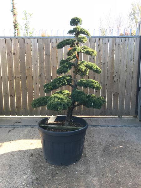 Juniperus Chinensis Cloud Tree beautiful unique tree, shaped into cloud tree by experts, yet very easy to maintain in shape, you buy this tree, UK delivery.