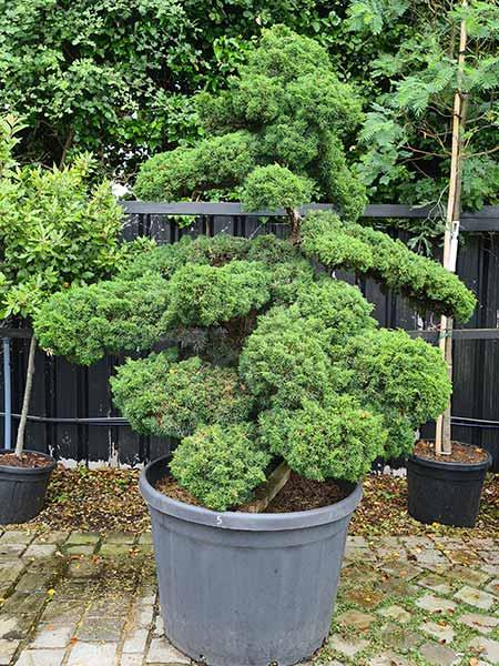 Juniperus Chinensis Cloud Trees, you buy this exact tree in the image - delivery UK