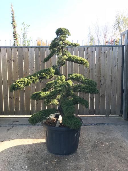 Juniperus Chinensis Cloud Tree, beautifully shaped tree, a stunning specimen and this is the exact tree you buy, we deliver UK wide.