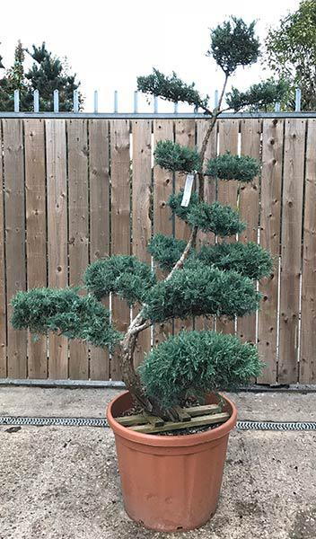 Beautifully Niwaki trained Juniperus Grey Owl Cloud Tree, this unique tree is the exact tree you