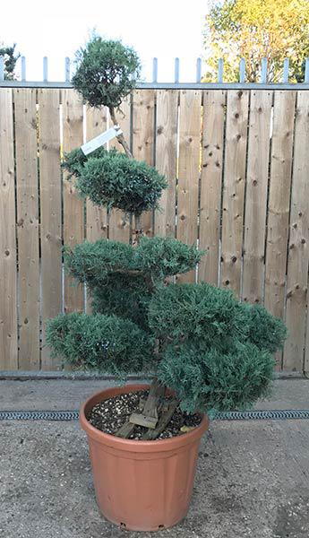 Cloud trained Juniperus Grey Owl, blue grey leaves trimmed into cloud shapes to produce this unique tree, buy this exact tree online UK delivery.