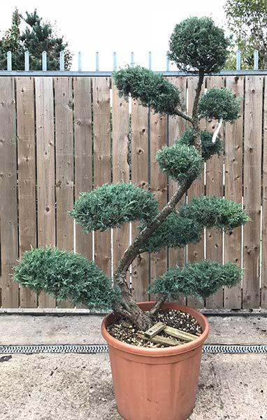 Juniperus Grey Owl trained as a Japanese Cloud Tree, beautifully trimmed to this spectacular tree which is the exact tree you buy, delivery throughout UK.