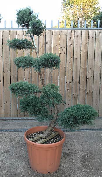 Juniperus Grey Owl Cloud tree for sale - buy this exact tree, online with UK delivery.