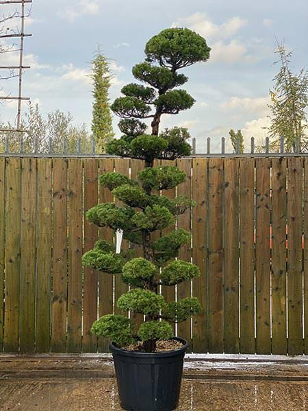 Juniperus Kaizuka Cloud Tree
