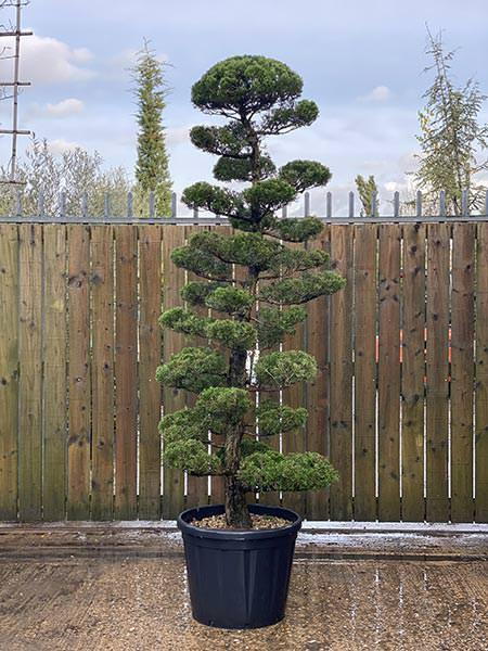 Juniperus Kaizuka Cloud Tree