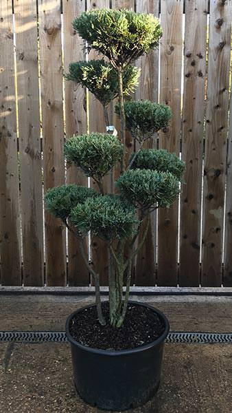 Juniperus Scopulorum Moonglow Garden Bonsai trained as a cloud tree, beautiful tree, you buy this exact tree in the image, UK delivery.