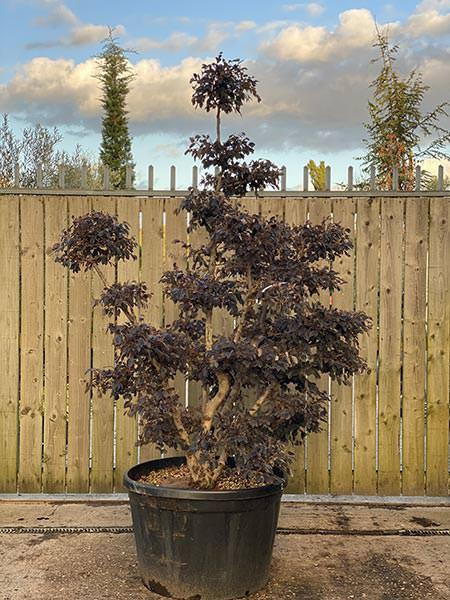 Loropetalum Chinensis Cloud Tree