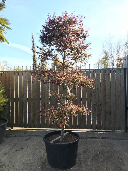 Rare Loropetalum Chinensis Cloud Tree trained, a truly stunning tree and this is the exact tree you buy, we deliver throughout the UK.