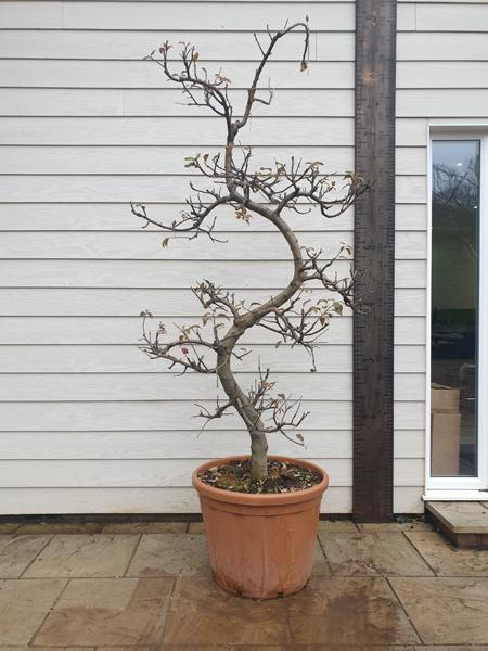Malus Domestica Apple tree beautifully and expertly shaped into a Cloud Tree, this unique tree is for sale online - you buy the exact tree in the image.