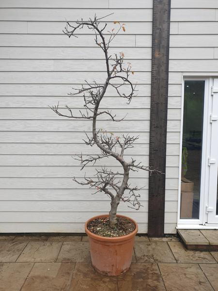 Malus Domestica Apple Cloud Tree - expertly shaped into a garden bonsai cloud tree shape, for sale online with UK delivery