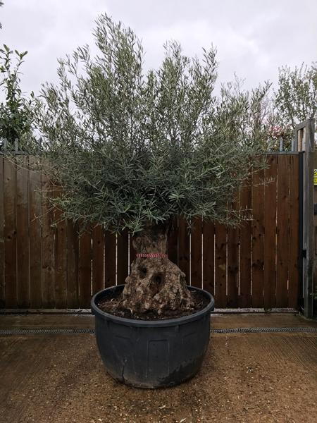 Olea Europaea Bonsai - Olive Tree buy online UK delivery