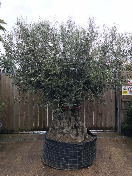Ancient Olive Trees For Sale UK - Olea Europaea Bonsai - Olive Tree for sale online UK delivery.