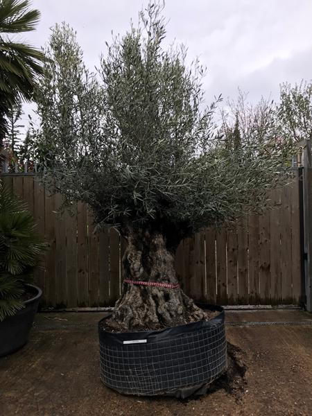 Olea Europaea Bonsai - Olive Trees, gnarled trunks, very mature specimens, you buy the tree you see. UK delivery.