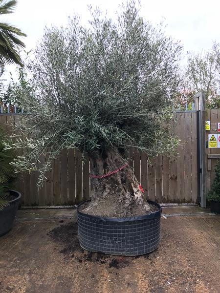 Stunning Olive tree, specimen trees, you buy the tree you see in the photo, for sale online UK delivery.