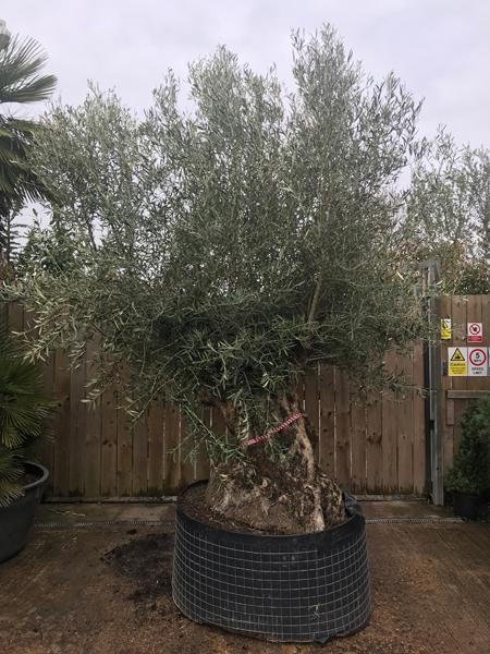 Mature and Ancient Olive Trees - spectacular specimen tree for sale, you buy the tree you see in this image, we deliver throughout the UK.