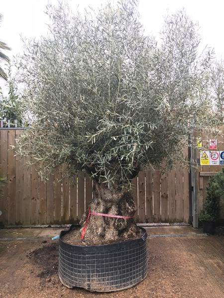 Spectacular Olive trees for sale - you buy this exact tree in the image, we deliver throughout the UK