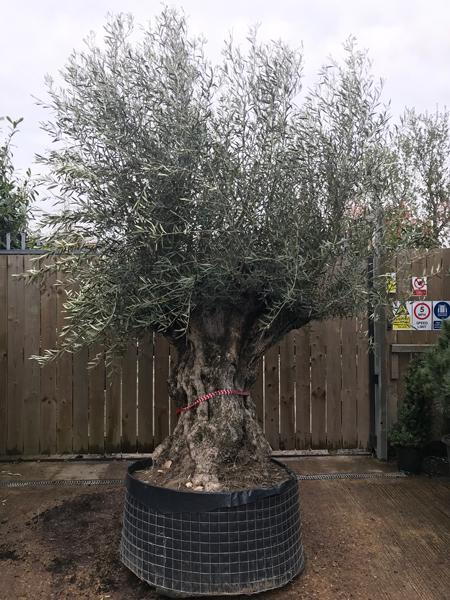 Beautiful Mature Olive Trees for sale - you buy the tree you see, we deliver throughout the UK.