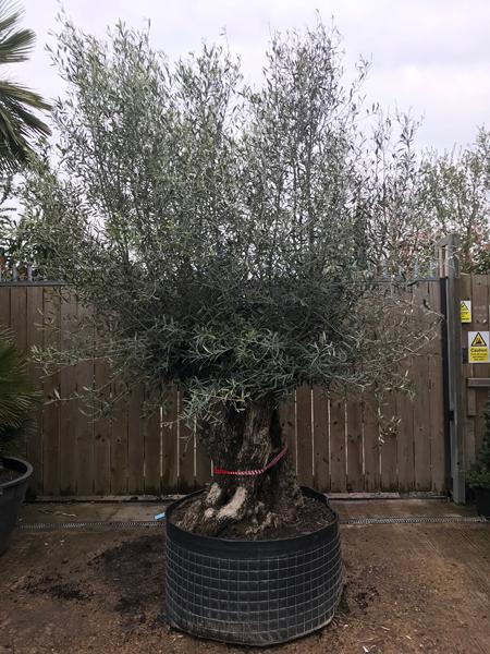Mature Olea Europaea Bonsai - Olive Tree, you buy this exact tree, for sale online and we deliver UK wide.