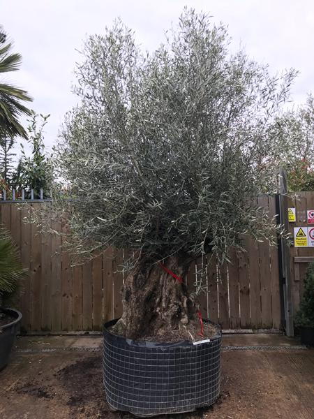 Spectacular mature Olea Europaea Bonsai - Olive Tree for sale at our London plant centre, buy this exact tree, we deliver throughout the UK.