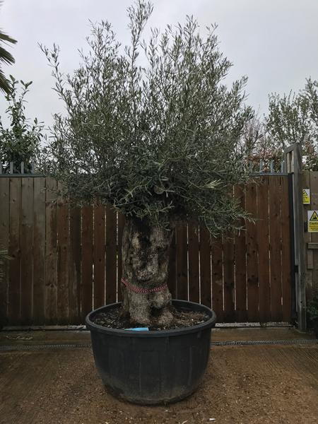Ancient Gnarled Olive Trees, Olea Europaea Bonsai - Olive Trees for sale online UK delivery