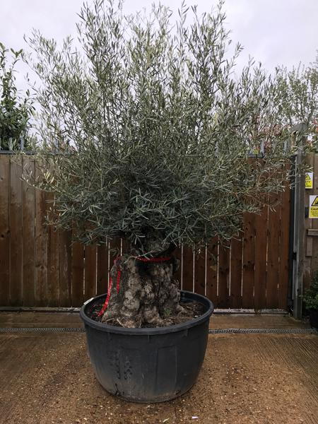 Olea Europaea Bonsai - Olive Tree. Ancient Olive Trees from our specialist nursery, buy online with UK delivery.