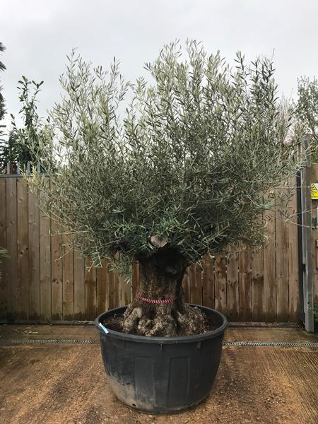 Mature Olive Tree Olea Europaea Bonsai Shape Buy online from our specialist nursery, we deliver throughout the UK