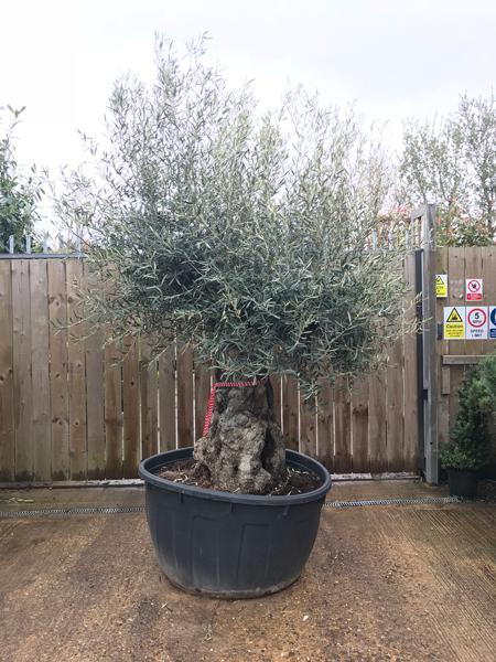 Old Olive Trees with gnarled trunks, Olea Europaea Bonsai shaped trees for instant impact, buy online UK delivery.