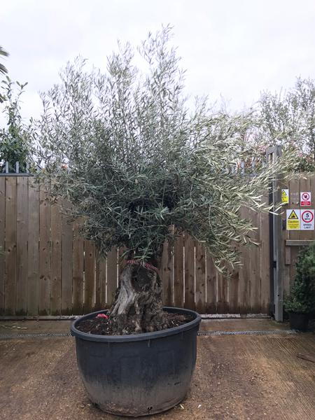 Mature Olive Trees, Olea Europaea Bonsai - Olive Tree for sale at our London plant centre, buy online UK delivery.