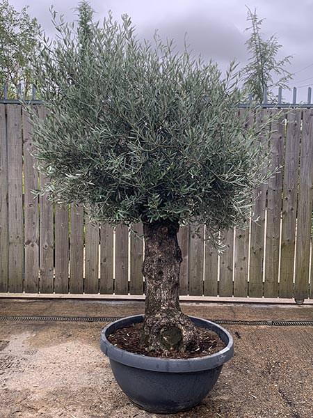 Olea Europaea Olive Bonsai