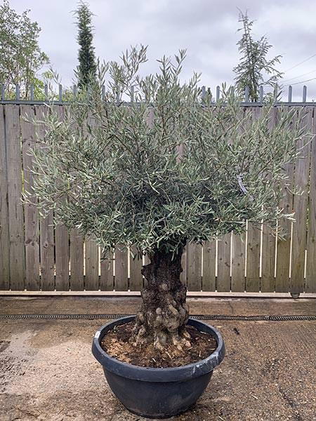 Olea Europaea Olive Bonsai