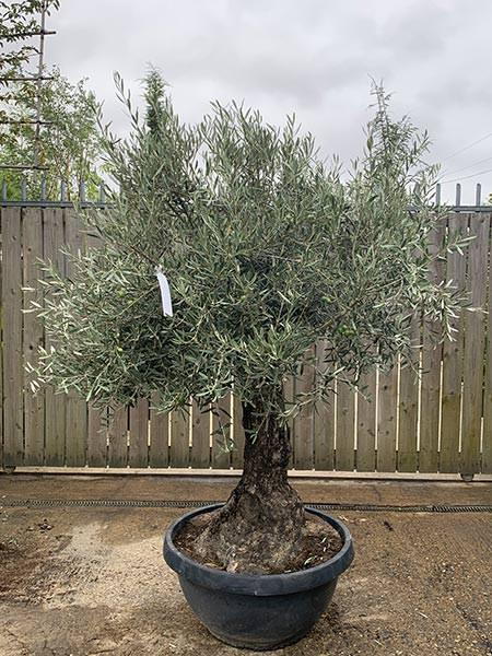 Olea Europaea Olive Bonsai