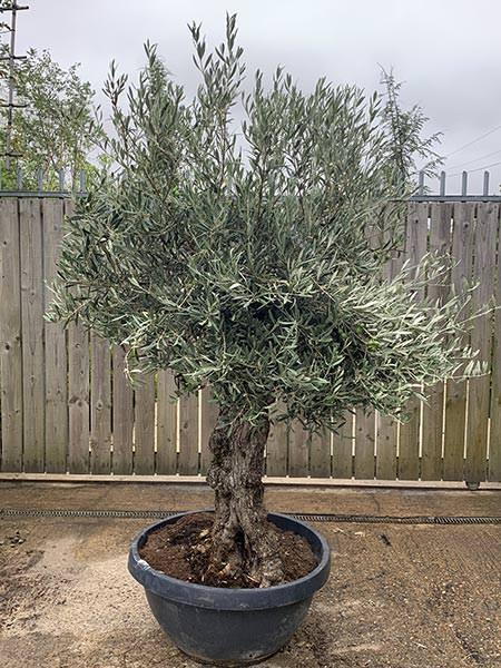 Olea Europaea Olive Bonsai