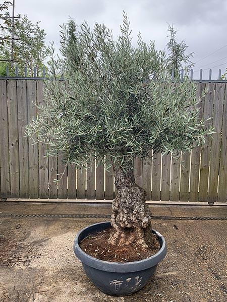 Olea Europaea Olive Bonsai