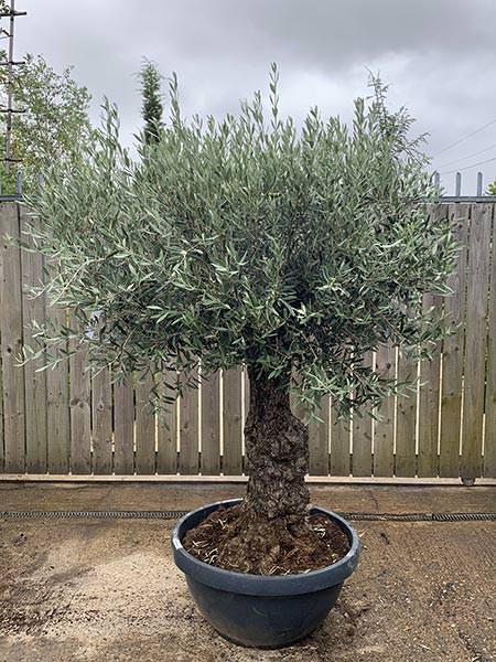Olea Europaea Olive Bonsai