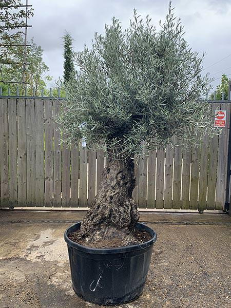 Olea Europaea Olive Bonsai
